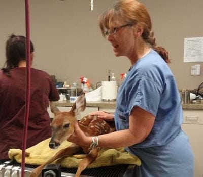 deer being treated at vet