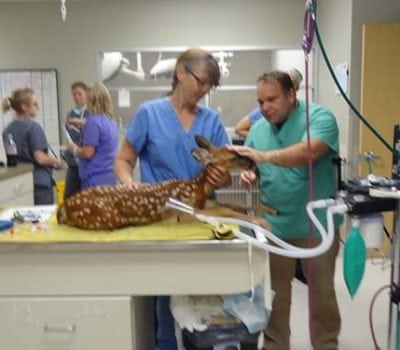 deer being treated at vet
