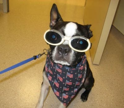 dog with goggles on