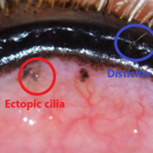 Pet Distichia/Ectopic Cilia