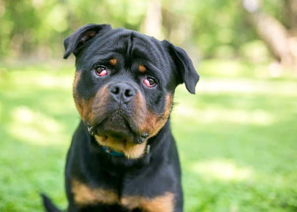 A dog sitting on the grass