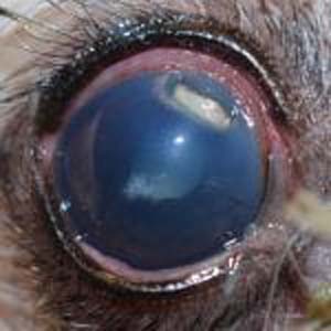 A close-up of a dog's eye