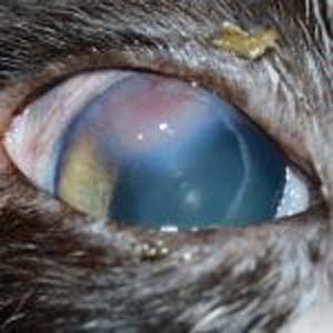 A close-up of a cat's eye with a yellow spot on the iris