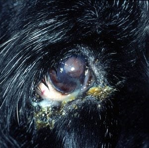 A close-up of a dog's eye