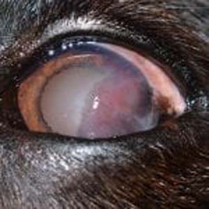 A close up of a dog's eye with a red spot