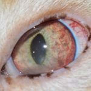 A cat with a noticeable eye infection