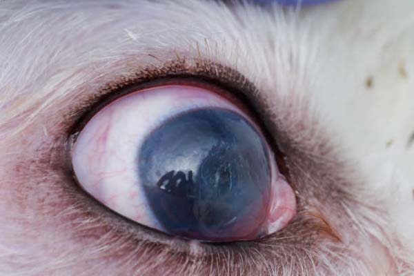 Macro image of a dog's eye