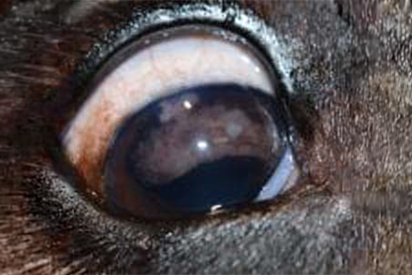 intraocular tumor in a dog's eye