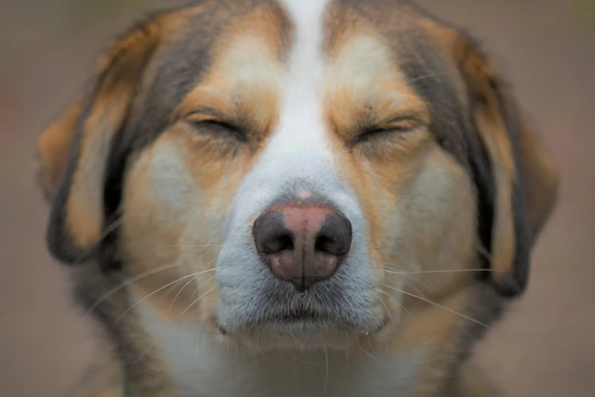 A close-up of a dog with its eyes closed.