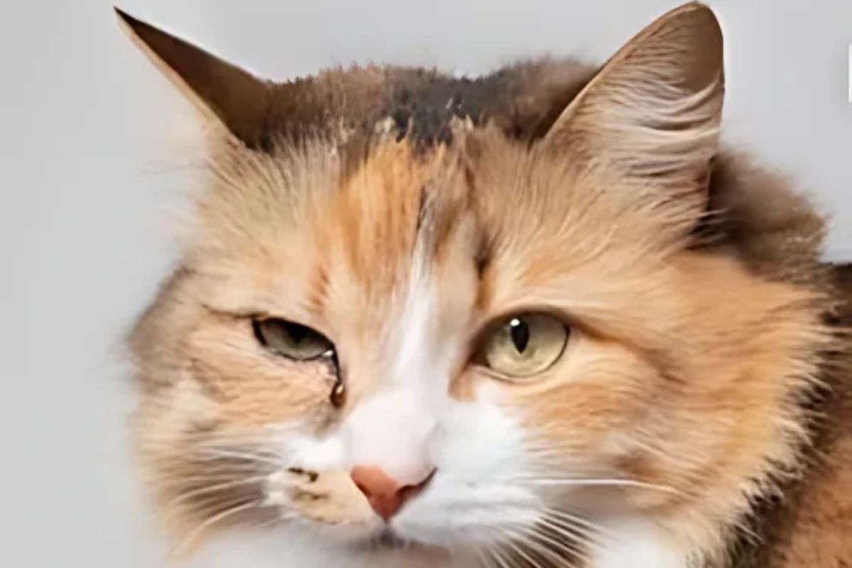 A cat with a striking white and orange coat