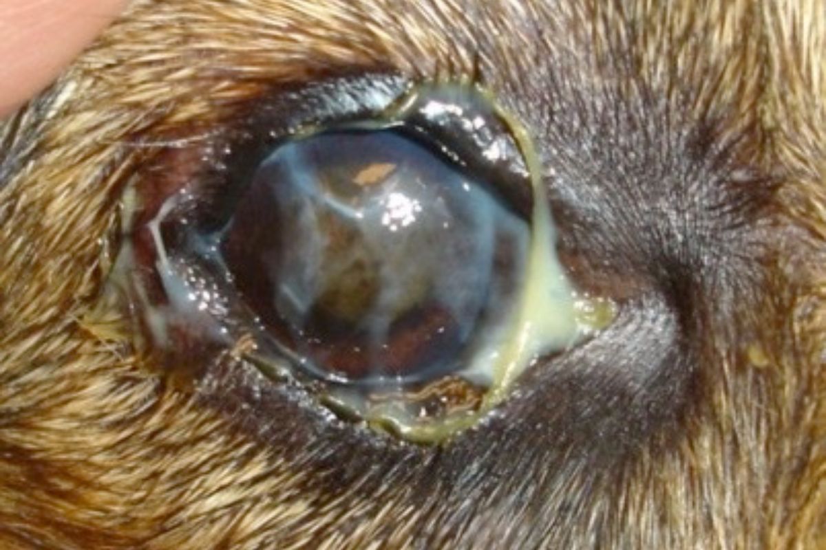 A detailed view of a dog's eye