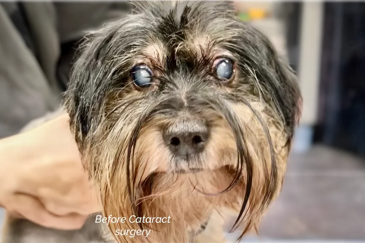 A small dog with cloudy, bluish eyes caused by cataracts.