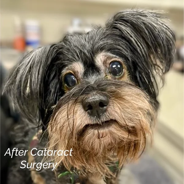 A small dog with clear, bright eyes after cataract surgery.