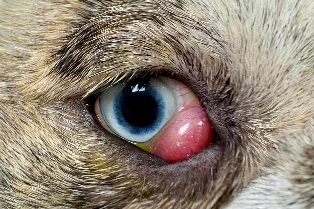 A close-up of a dog's eye with a condition known as cherry eye.