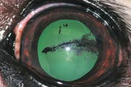 dog with corneal lipid deposits