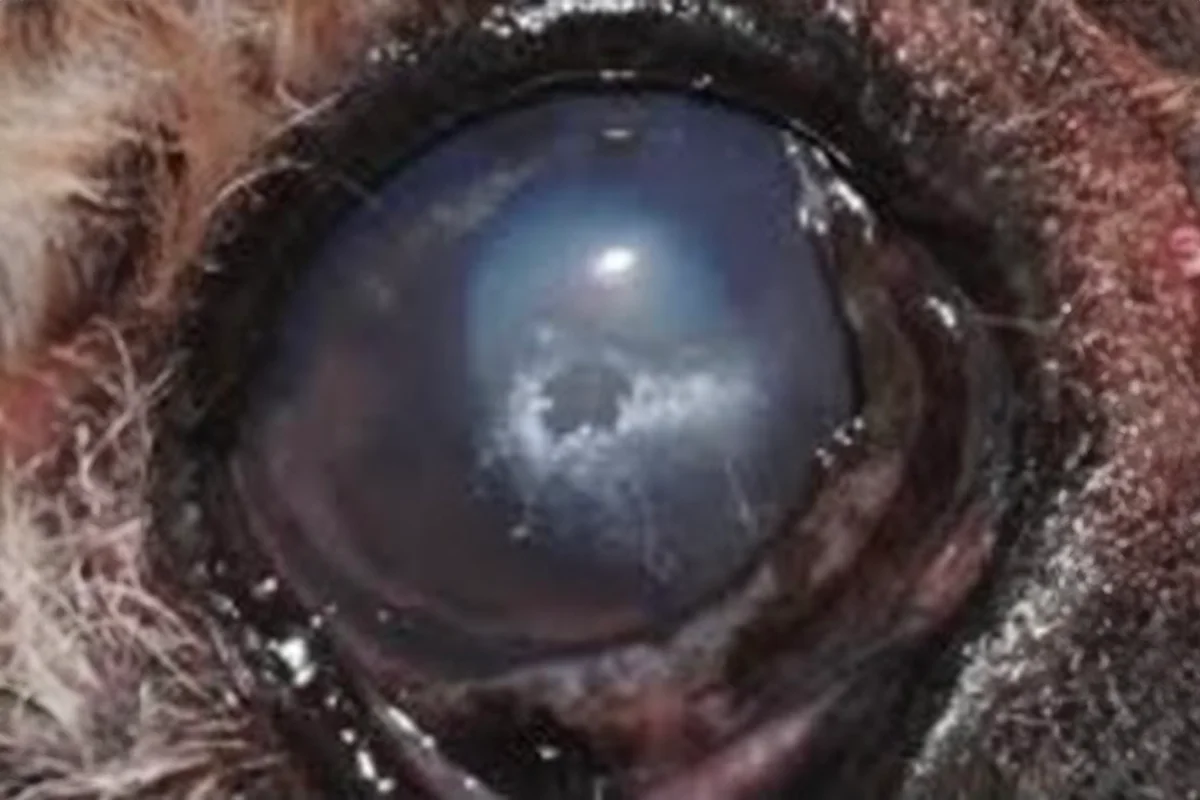 A close-up of a dog's eye with corneal mineral degeneration.