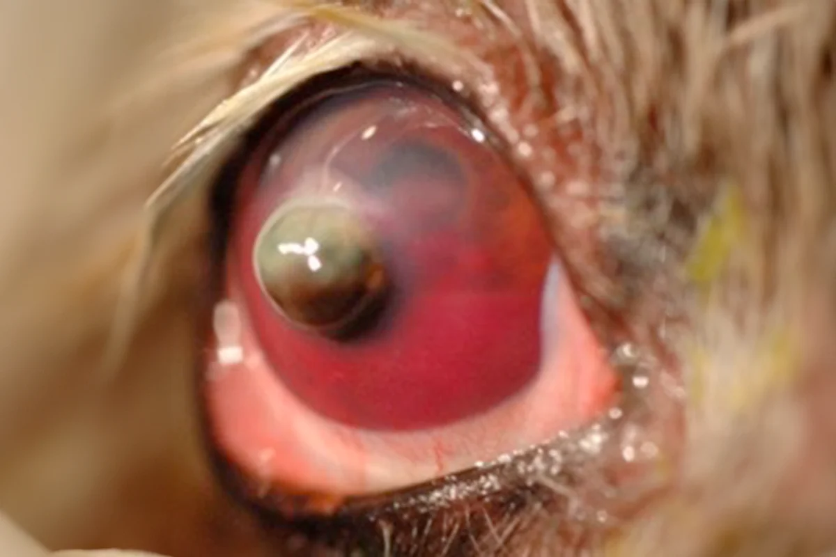 A close-up of a dog's eye showing a corneal perforation.