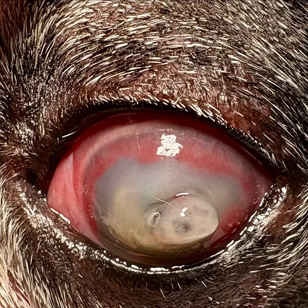 A close-up of a dog's eye with a severe corneal perforation, showing a cloudy, milky appearance and red inflammation around the cornea.