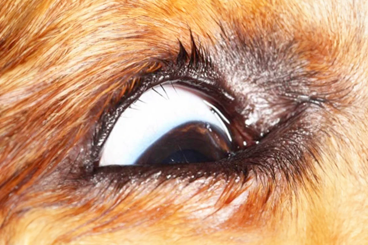 A close-up of a dog's eye showing distichia or ectopic cilia.