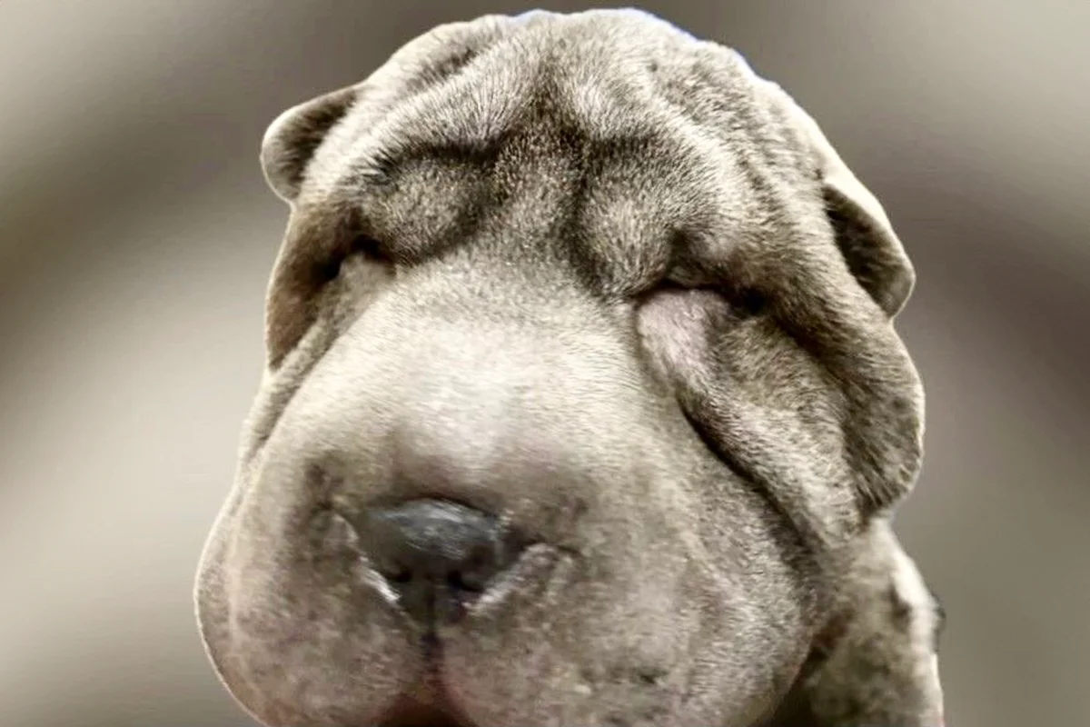 A close-up of a Shar Pei dog with entropion.