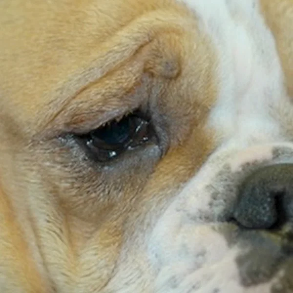 A close-up of a Bulldog with ectropion.