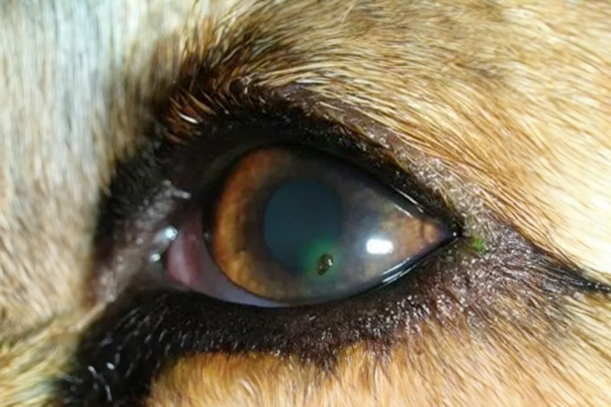 A close-up of a dog’s eye with a foreign body.