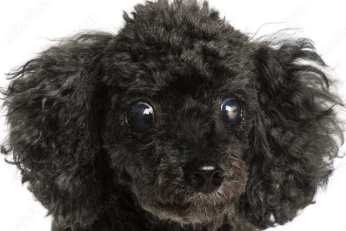 A black poodle with prominent eyes stares into the camera