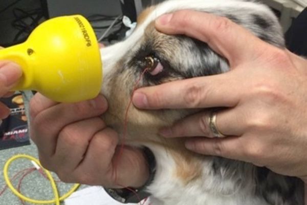 A person examines a dog with a yellow object