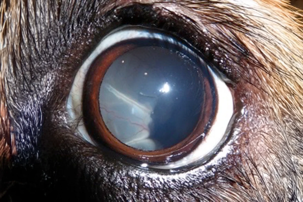 A close-up of a dog’s eye showing signs of retinal detachment.