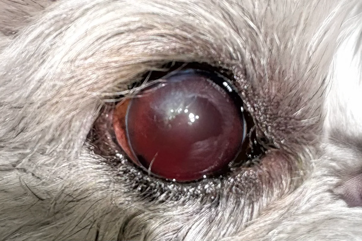 A close-up of a pet’s eye showing retinal hemorrhage.