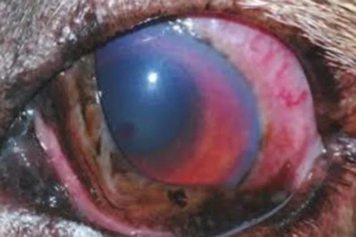 A close-up of a dog’s eye with uveitis.