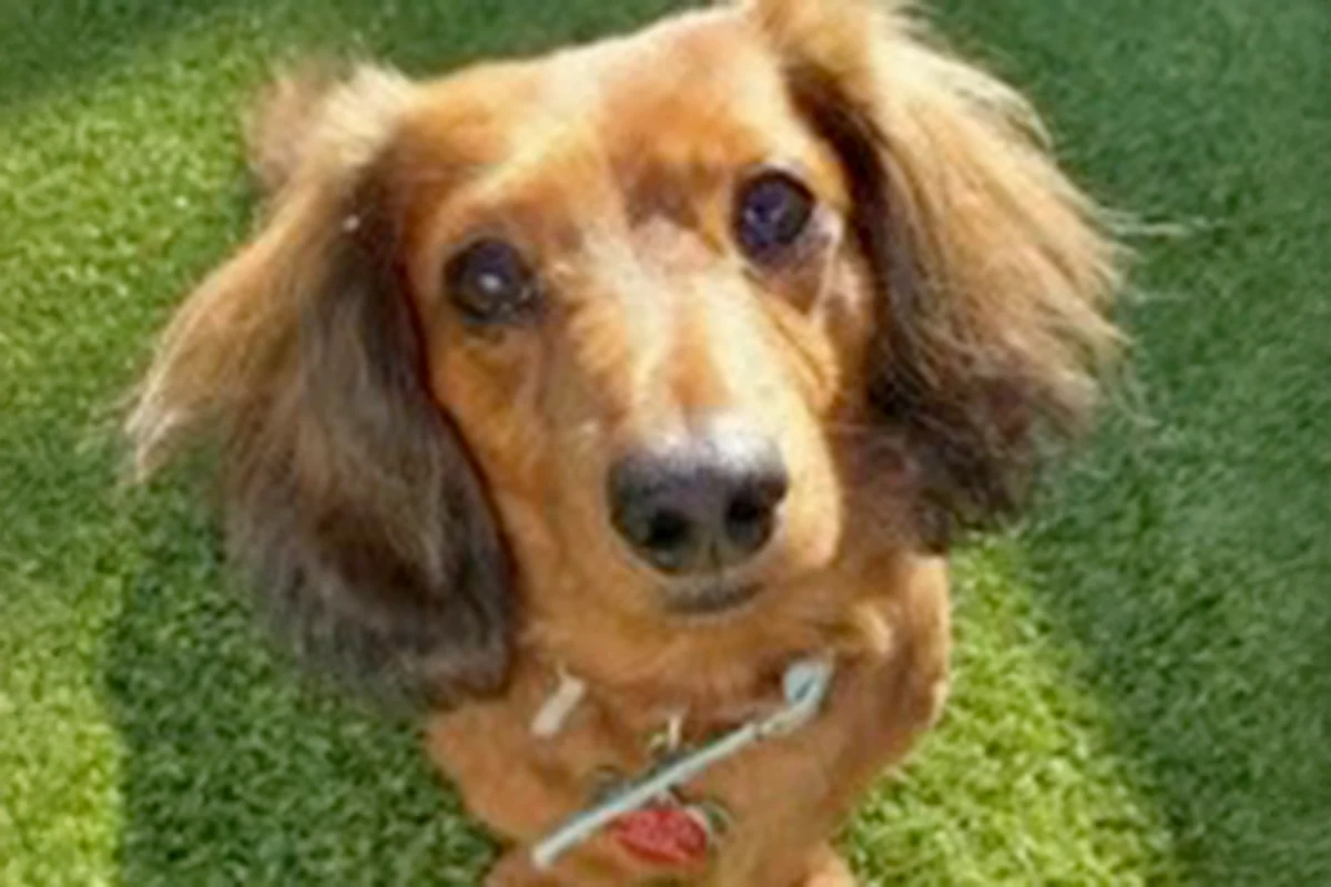 A small brown dog looking up while standing on grass, with signs of vision loss from SARDS.