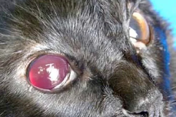 A close-up of a cat’s eyes showing retinal hemorrhage in one eye.