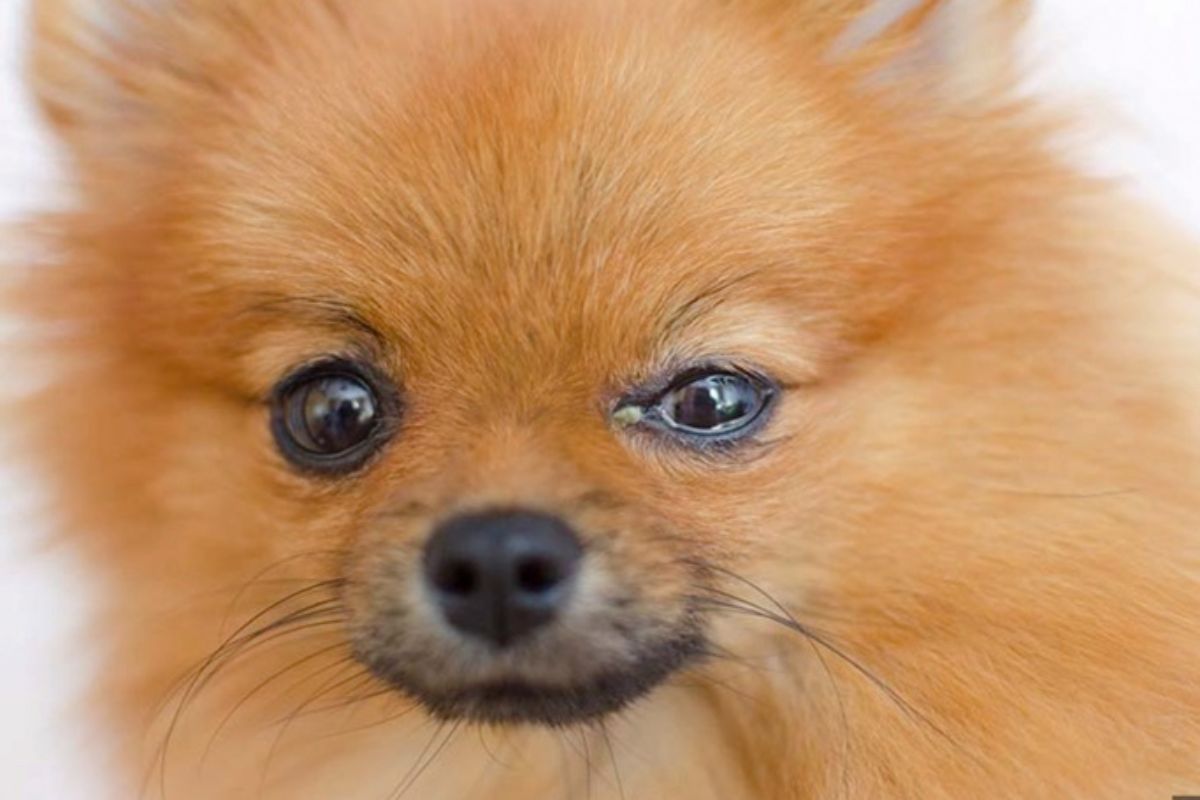 A close-up view of a small Pomeranian dog showcasing its fluffy fur