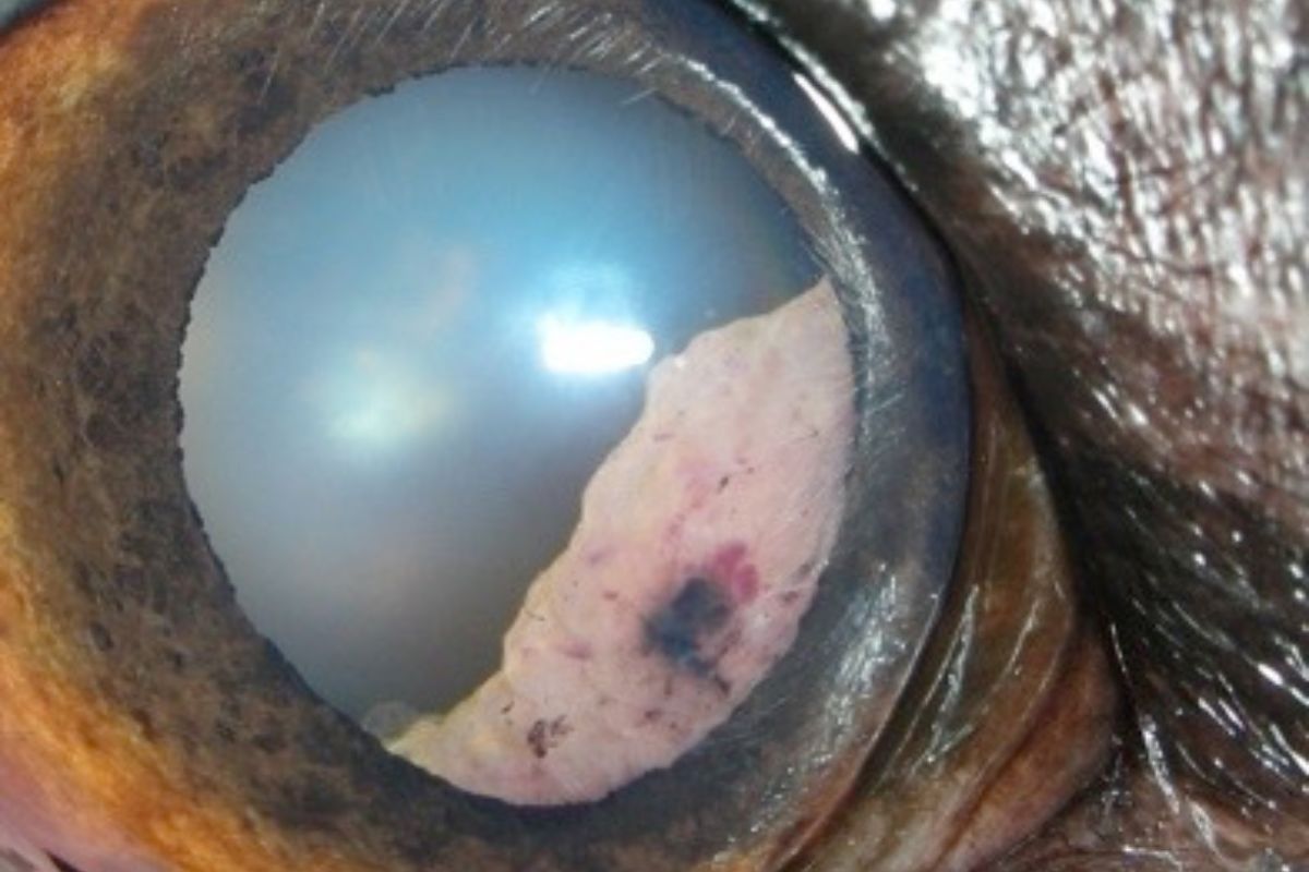 Detailed close-up of a dog's eye