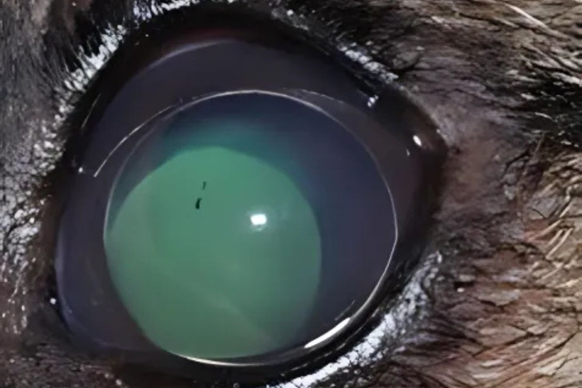 A close-up view of a cat's eye