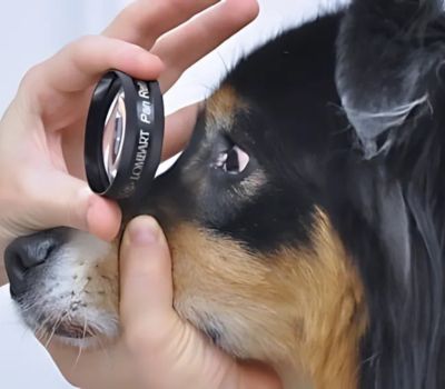 A person examines a dog closely with a magnifying glass